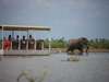 Selous Safari Camp - boat trip + elephant